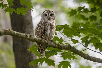 Barred Owl Strix varia hidden on a lower branch watching the forest floor