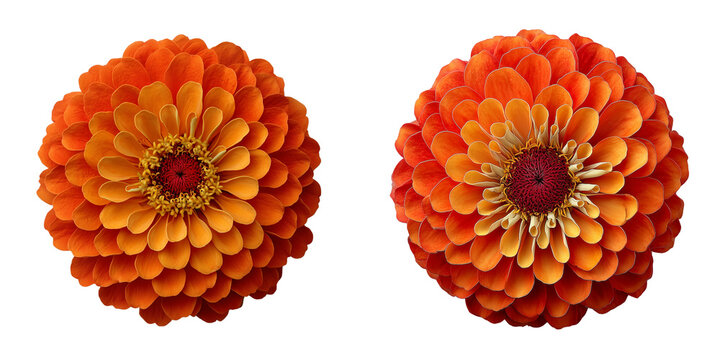 Set of a bold orange zinnia bloom flower isolated on transparent or white background