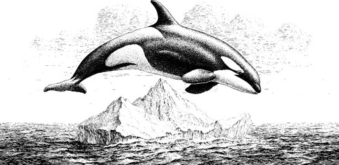Orca breaching near iceberg under dark arctic clouds in vintage engraving style