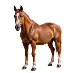 Obraz premium Realistic Brown Horse Standing Pose with Detailed Muscles and Glossy Coat for Animal Art and Illustration