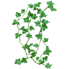Naklejka premium Green lvy vine with leaves isolated on transparent white background, clipping path