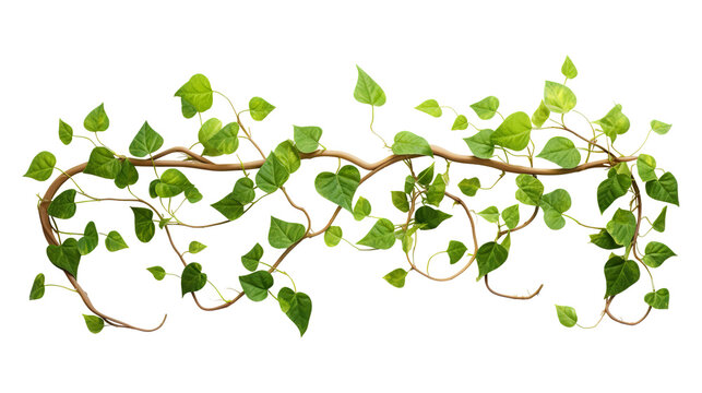 Green lvy vine with leaves isolated on transparent white background, clipping path