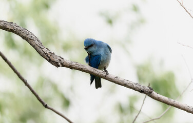 Mountain Bluebird (Sialia currucoides) perched on a branch amidst soft greenery in a serene natural...