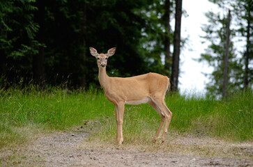 Graceful Wild Deer Standing Alert in Forest Clearing