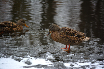 Ducks in cold river during winter