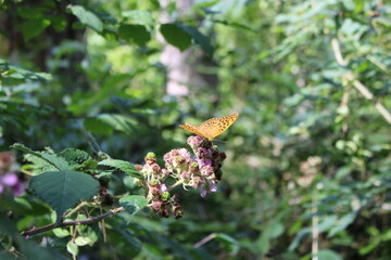 Papillon Tabac d'Espagne sur une fleur de ronce