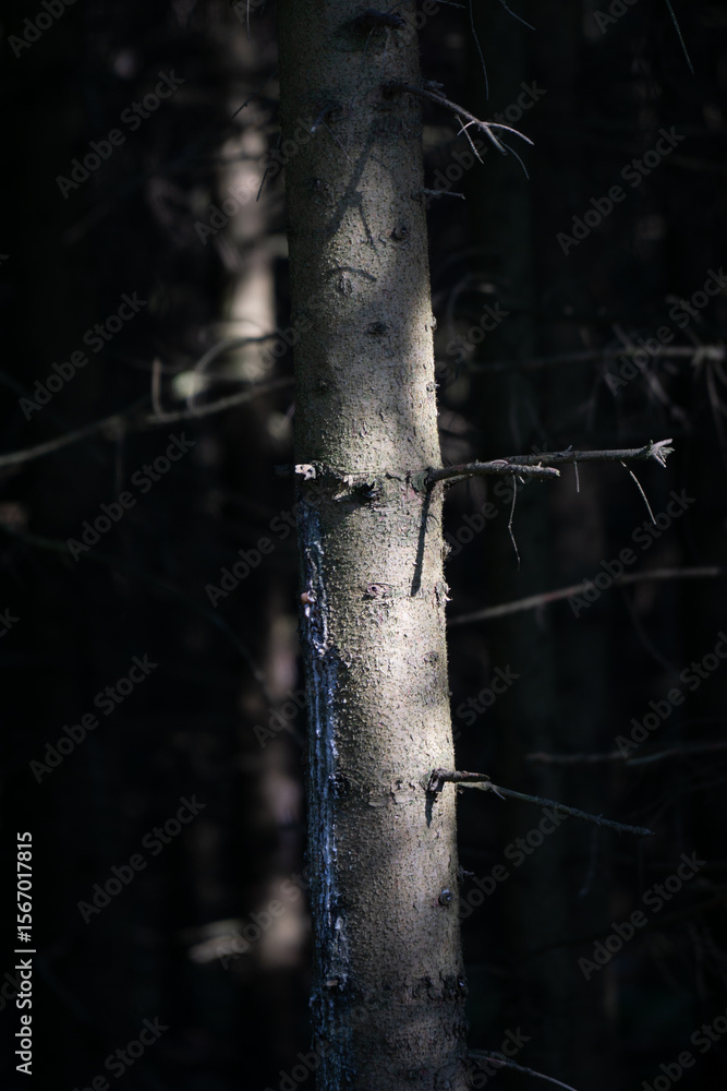 Poster a tree trunk is shown in a dark forest with a light shining on it