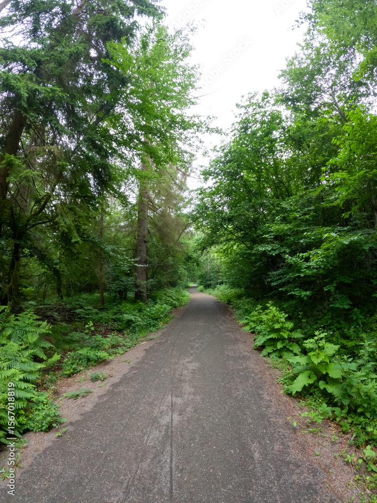 Poster a path through a forest with trees on either side