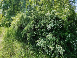 green trees in the forest