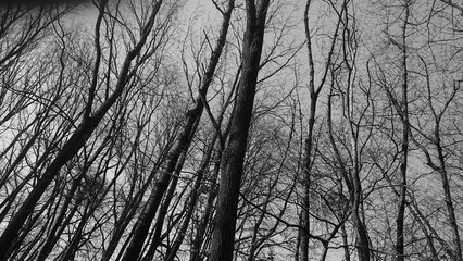 silhouette of a tree