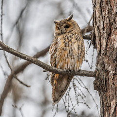 Long-eared owl (Asio otus), looking forward with wide opened eyes