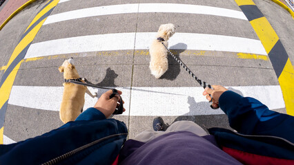 Unique point of view perspective of owner walking two dogs on street sidewalk, crossing a zebra crossing, at morning as a routine