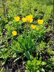 yellow flower in the garden