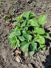 lettuce growing in the garden