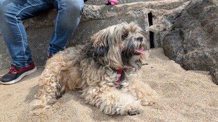 Dog lying in sand beside man’s legs at the seaside