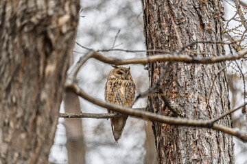Long-eared owl (Asio otus), looking forward with wide opened eyes