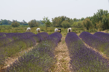 Camargue horses near a lavender field, southern France