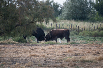 Two bulls locking horns in the Camargue, southern France