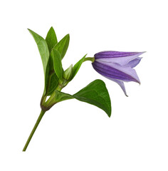 Purple flower and green leaves of clematis isolated on white or transparent background