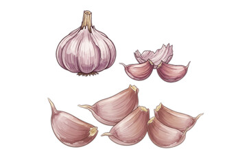 Fresh garlic bulbs and cloves form a culinary still life, ideal for food graphics, cooking blogs, or healthy eating promotional content.