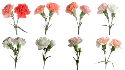Naklejka premium carnation flower collection set isolated on white background PNG, AI GENERATED