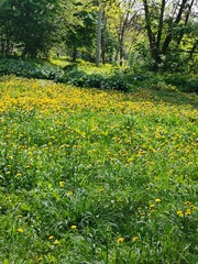 spring in the garden