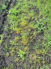 green grass and soil