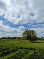 Fototapeta premium tree in field