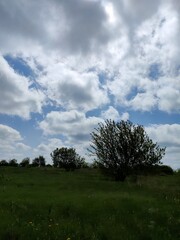 green field and blue sky