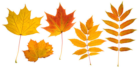 Obraz premium collection of autumn leaves isolated on white background PNG, AI GENERATED