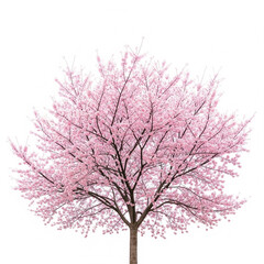 Obraz premium Cherry blossom tree