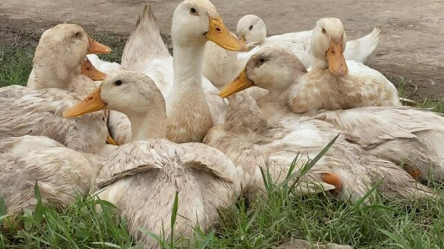 ducks in the barnyard are sunbathing