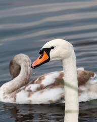 mute swan cygnus olor