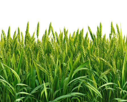 Wheat harvesting action in lush green fields agricultural landscape overview isolated on transparent background