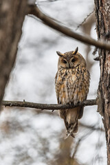 Long-eared owl (Asio otus), looking forward with wide opened eyes