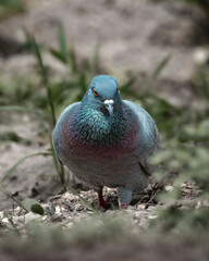 bird