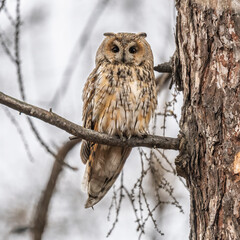Long-eared owl (Asio otus), looking forward with wide opened eyes