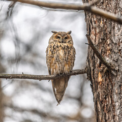 Long-eared owl (Asio otus), looking forward with wide opened eyes