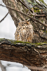 Long-eared owl (Asio otus), looking forward with wide opened eyes