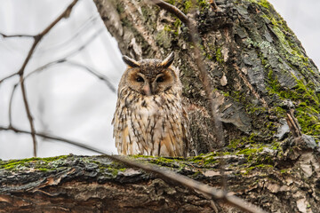 Long-eared owl (Asio otus), looking forward with wide opened eyes