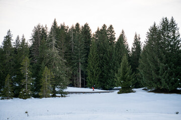 A snowy field with a forest in the background