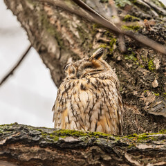 Long-eared owl (Asio otus), looking forward with wide opened eyes