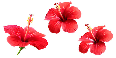 Obraz premium tropical red hibiscus flowers isolated on white background PNG , AI GENERATED
