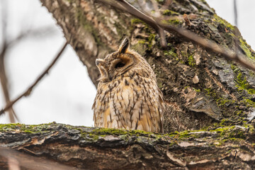Long-eared owl (Asio otus), looking forward with wide opened eyes