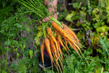Freshly harvested organic carrots from garden. Close-up of a hand holding a bunch of freshly picked...