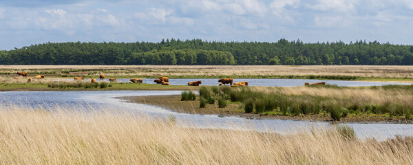 Nature landscape of heath land at Hijkerveld nature reserve near Hijken in Drenthe The Netherlands