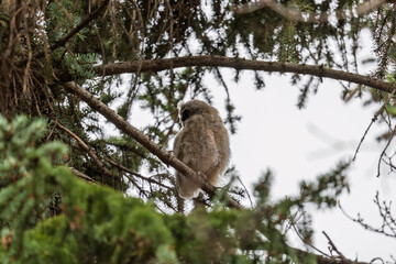 Long-eared owl owlet on a tree