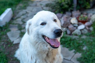 Dog Maremma outdoors: Happy pet looks at the camera in a garden on a sunny day.