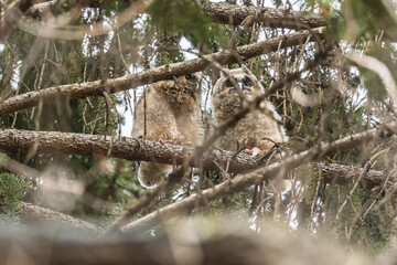 Long-eared owl owlet on a tree