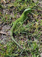 green lizard on a rock